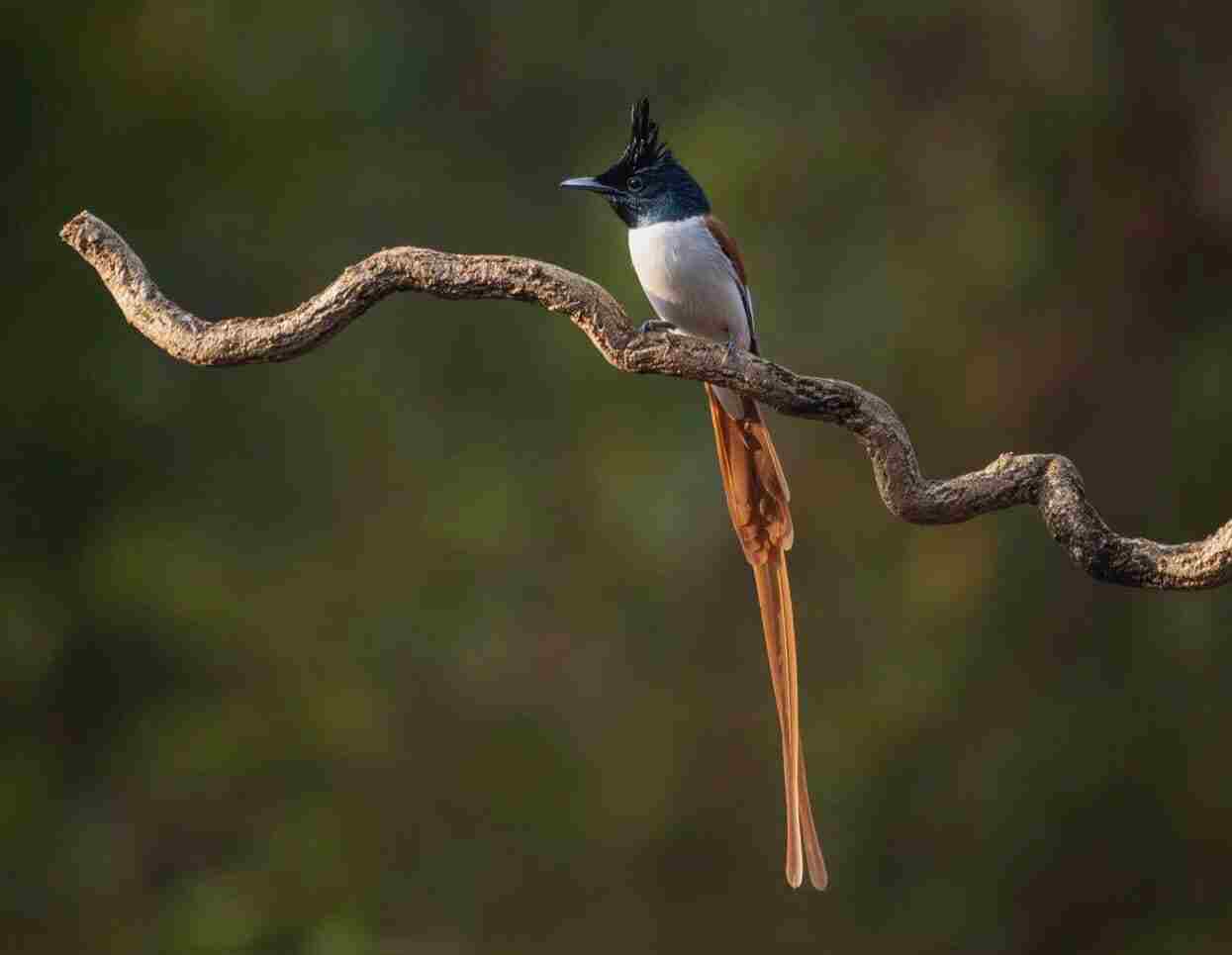 Indian paradise flycatcher